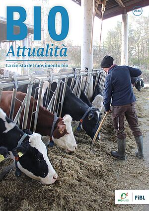 Copertina di Bioattualità 2|24: Le mucche mangiano il fieno nel recinto del mangime, una persona infilza il fieno con un forcone.