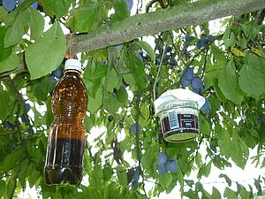 Trappola a vasetto trasparente con coperchio bianco e trappola a bottiglia marrone con fori costruita da sé appese su prugno con frutti maturi