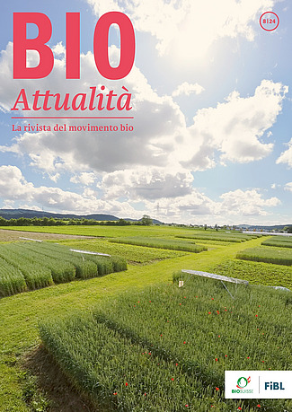 Copertina di Bioattualità 8|24: L’esperimento DOK con diverse colture/sistemi colturali affiancati.