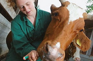 Una veterinaria somministra un farmaco a una mucca tramite siringa.