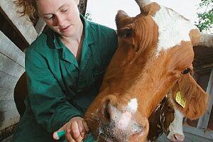 Una veterinaria somministra un farmaco a una mucca tramite siringa.