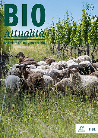 Copertina di Bioattualità 9|24: Pecore e capre in un vigneto.