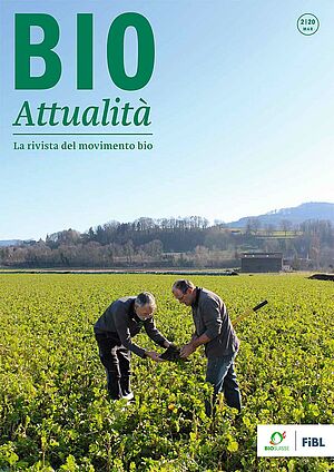 Copertina di Bioattualità 2|2020 - due uomini in campo con il sovescio