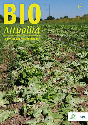 Copertina di Bioattualità 7|23: un campo destinato alla coltivazione di cuori d’insalata