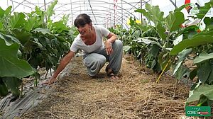 Eine Frau im Gewächshaus gebückt auf Stroh-Mulch zwischen Auberginenreihen