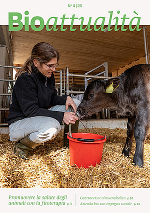Copertina di Bioattualità 4|25: Una donna somministra una tisana alla camomilla a un vitello.