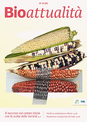 Copertina di Bioattualità 2|26: Diverse varietà di pannocchie di mais.