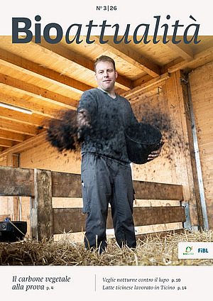 Copertina di Bioattualità 3|26: Un uomo sparge carbone vegetale sul fieno.