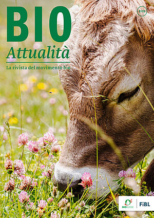 Copertina di Bioattualità 3|23: un vitello al pascolo