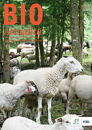 Copertina di Bioattualità 6|2022 : Pecore sull'alpe