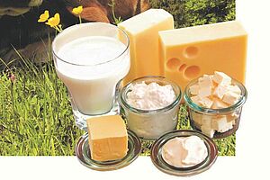 Verschiedene Milchprodukte vom Käse bis zum Glas Milch
