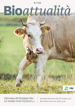 Copertina di Bioattualità 7|25: Una delle 25 vacche da latte dell’azienda del FiBL che in ottobre ospiterà la giornata del bestiame bio di quest’anno. Foto: Christian Pfister Copertina di Bioattualità 7|25: Una mucca con le corna al pascolo. Entra nell'immagine da destra.