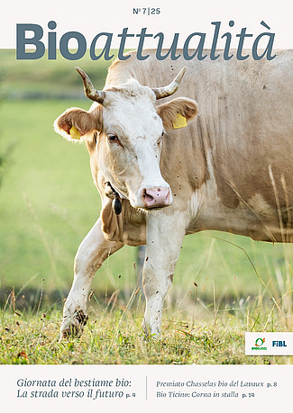 Copertina di Bioattualità 7|25: Una mucca con le corna al pascolo. Entra nell'immagine da destra.